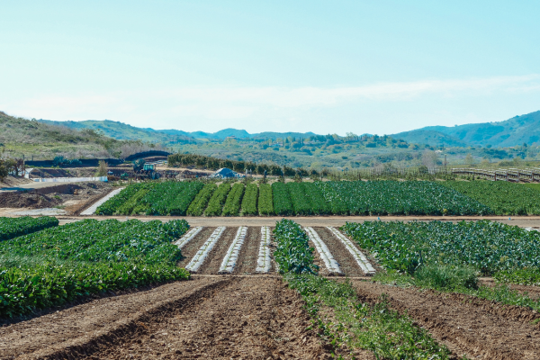 Da Roça à Mesa: Como Funciona o Turismo Gastronômico Sustentável