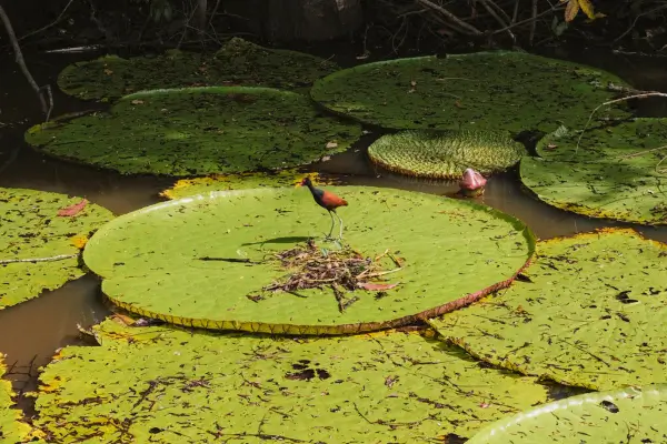 COP30 no Brasil: O Que Esperar do Maior Evento Climático do Mundo em Terras Brasileiras